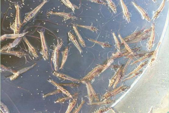 胆汁酸能治对虾白便吗,对虾怎么处理干净白便