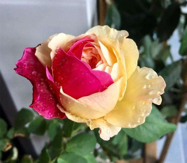 100种月季经典品种,100种经典月季品种