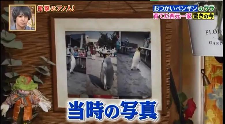 去世的小企鹅,死去的南极企鹅