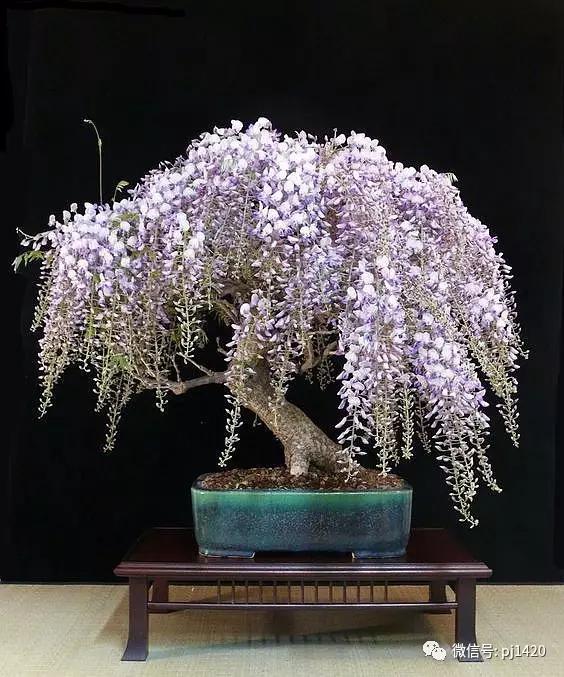 紫藤之美,紫藤迷人的气质