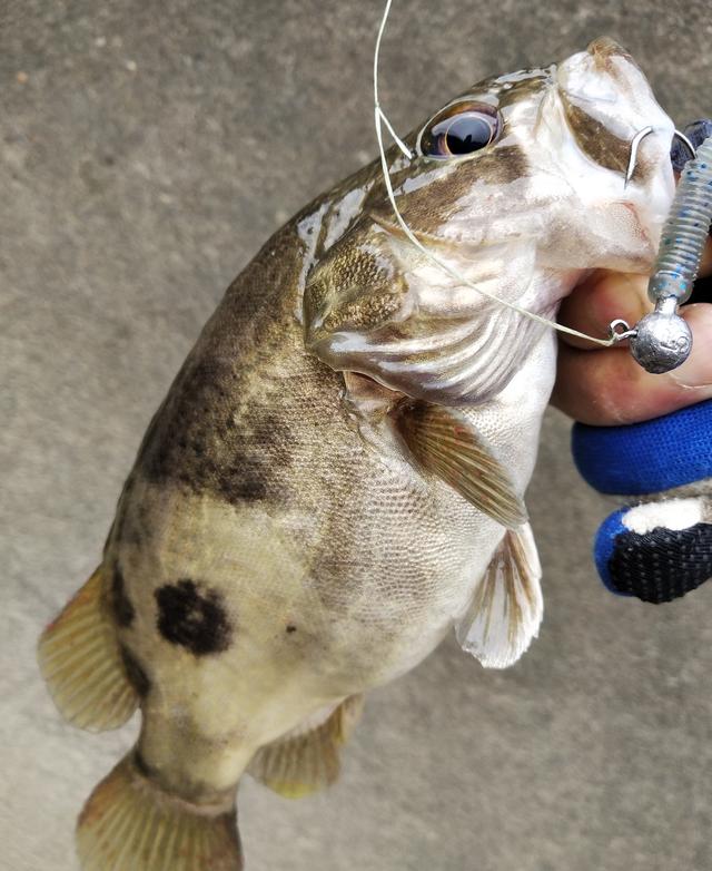 铅头钩和德州钓组哪种好,实战铅头钩最强绑法