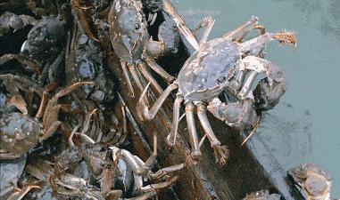 吃阳澄湖大闸蟹地方,吃阳澄湖大闸蟹的最佳地方在哪