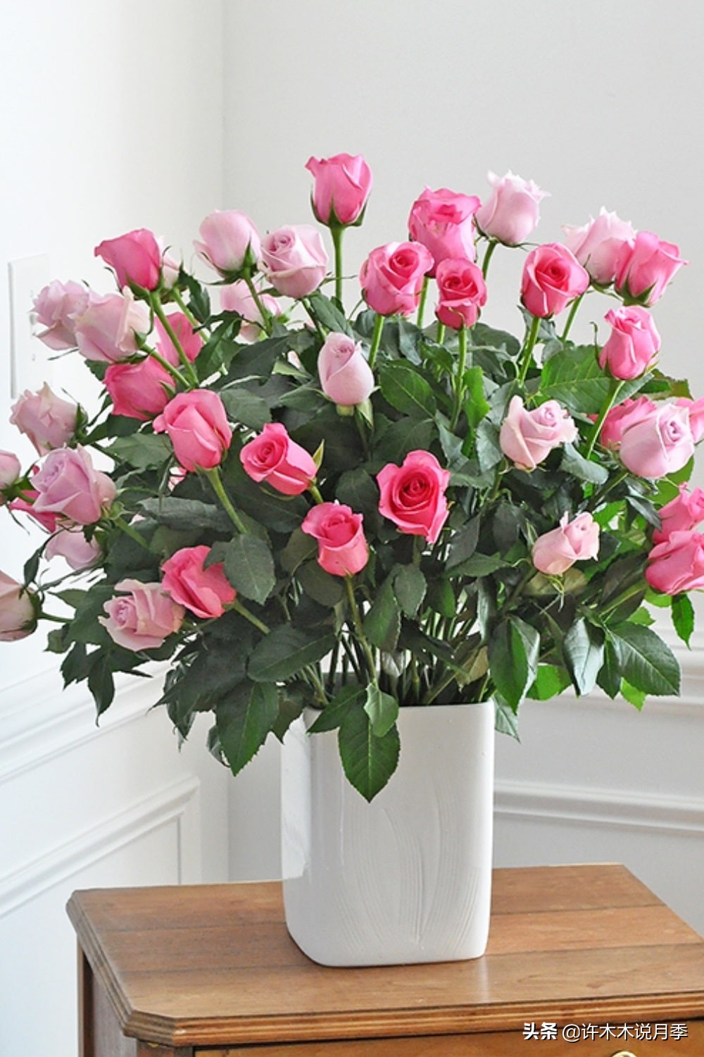 蔷薇月季玫瑰种多久才可以开花,蔷薇和月季开花区别