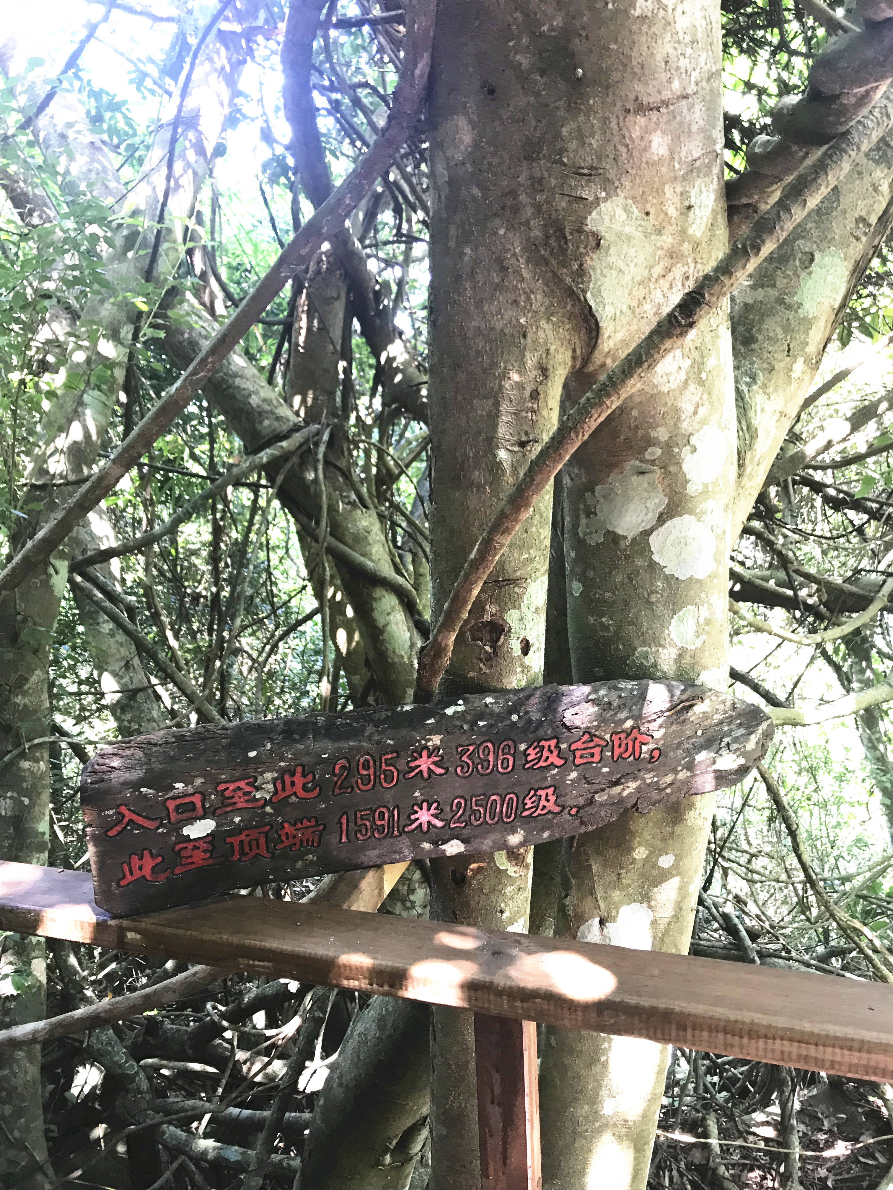 1500年的“母生”藏于此，这里集海南珍稀名木，神奇霸王岭