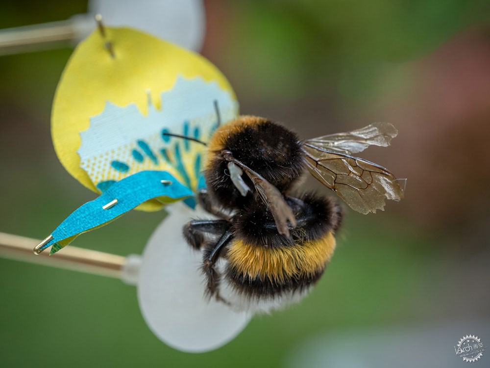 面对城市里日益减少的昆虫,设计师能做些什么?