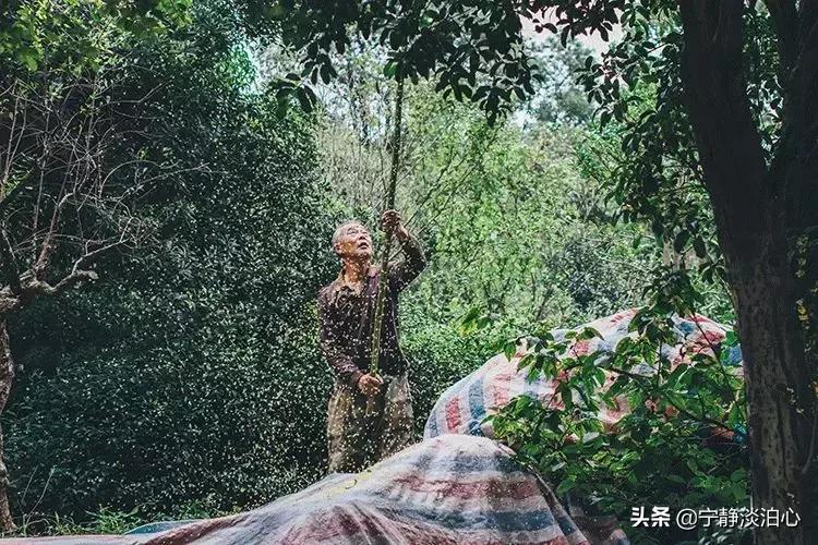 桂花是秋天的灵魂,桂花香是秋天的微醺感