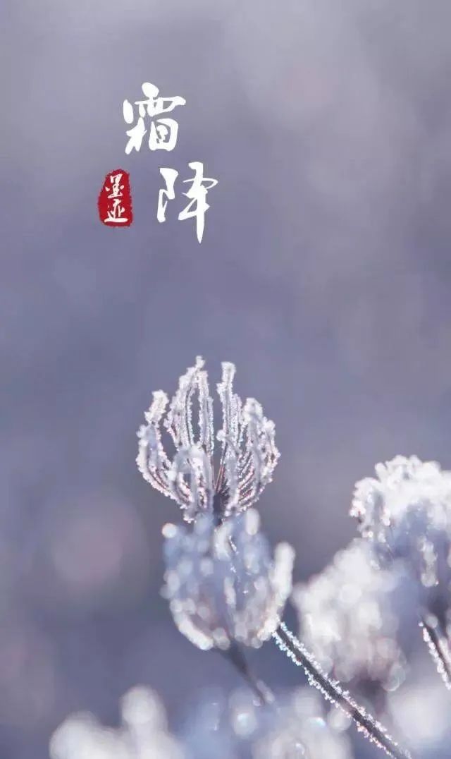 「霜降特刊」一层层伏肩的秋霜,是季节给我伤口敷上的膏药