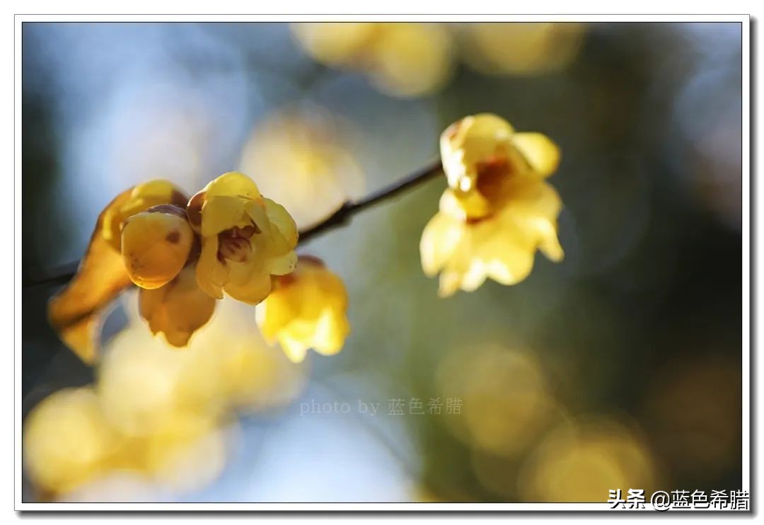 沈园腊梅的抖音视频,沈园腊梅开了吗