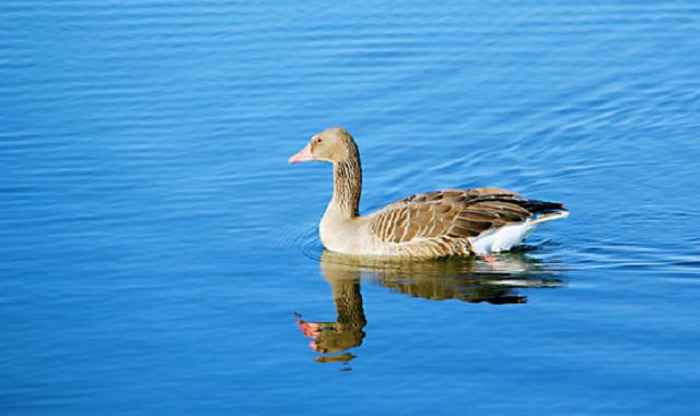 养鸭子当宠物最适合养几只,养一只宠物鸭什么体验