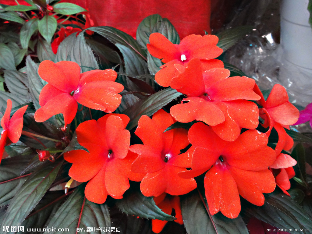 凤仙花别名指甲花特征,凤仙花是指甲花吗图文