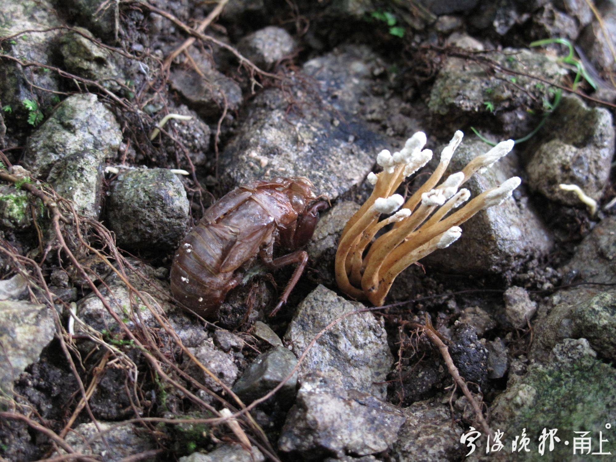 超长梅雨季菌物“狂欢”！鲜艳的有毒朴素的无毒？不一定！一起来了解下