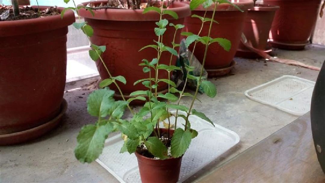 薄荷盆栽枯萎了一个星期怎么解决,薄荷黄叶枯萎怎么挽救