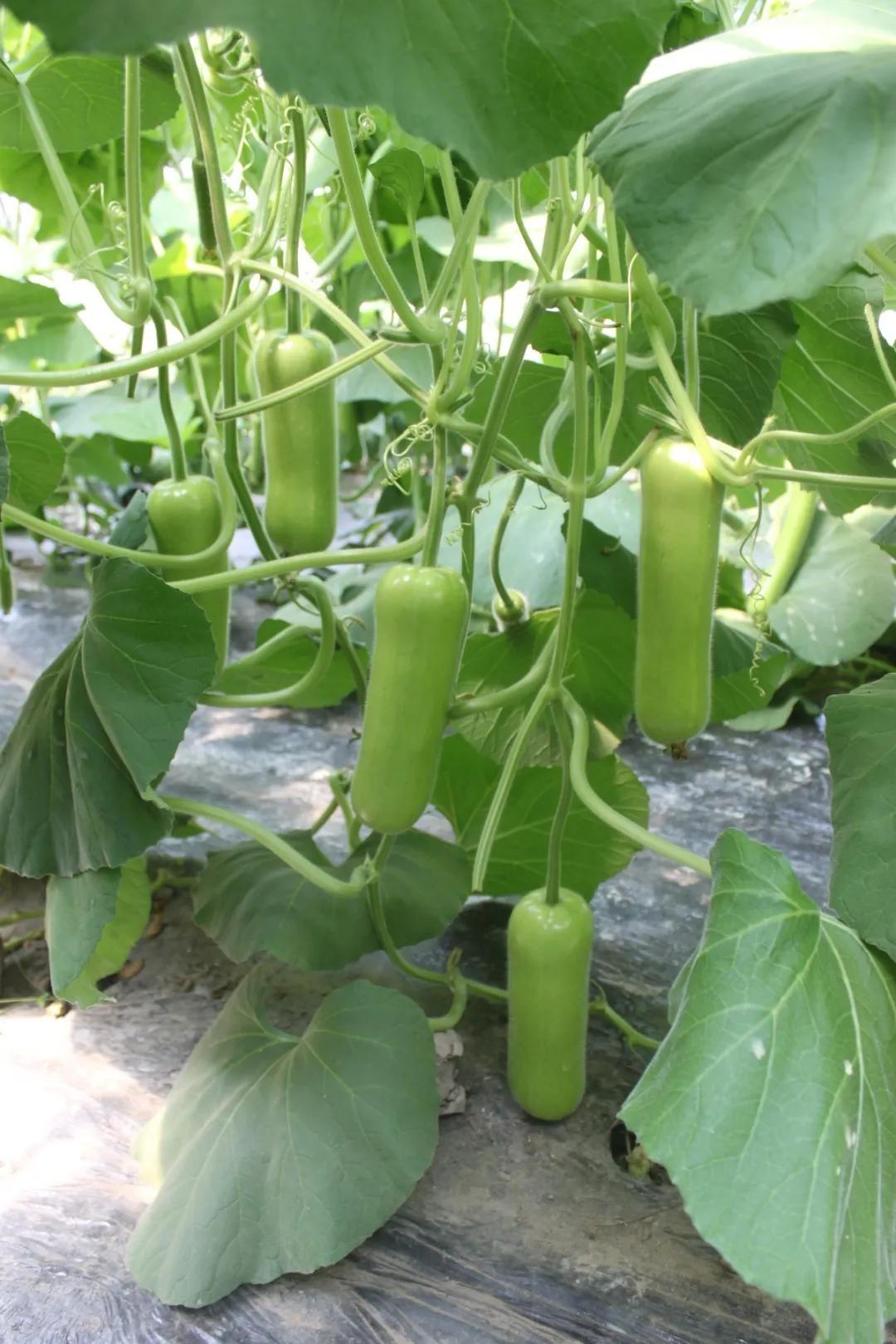 麒麟瓜种植成本与利润,瓠瓜种植收益