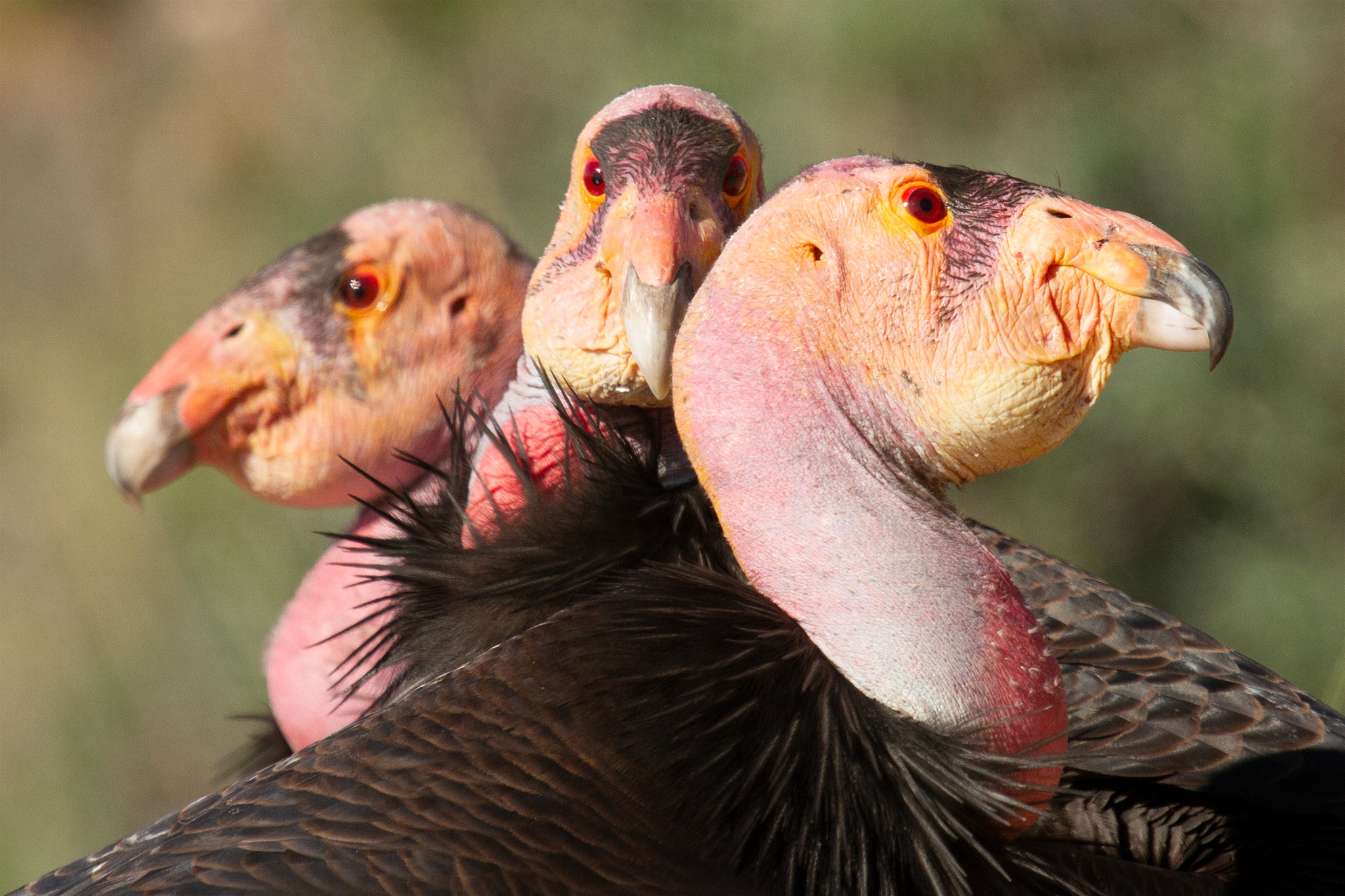 世界上最丑的鸟类有啥,世界最丑的鸟