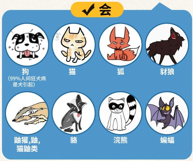 关于狂犬病你不得不知的几个问题,关于狂犬病需要知道的二三事