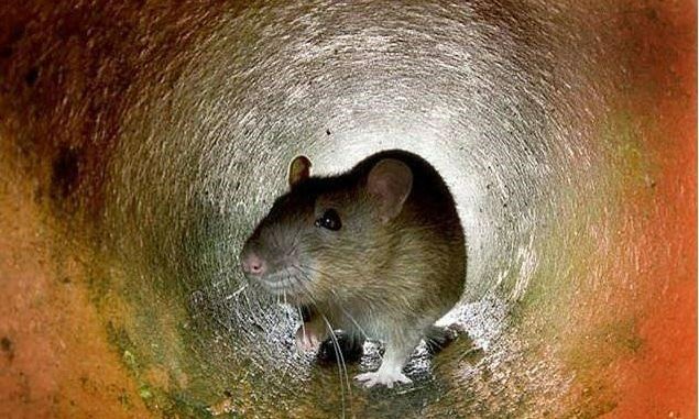 两只老鼠引发的间谍大案,两只老鼠引出的特大间谍案