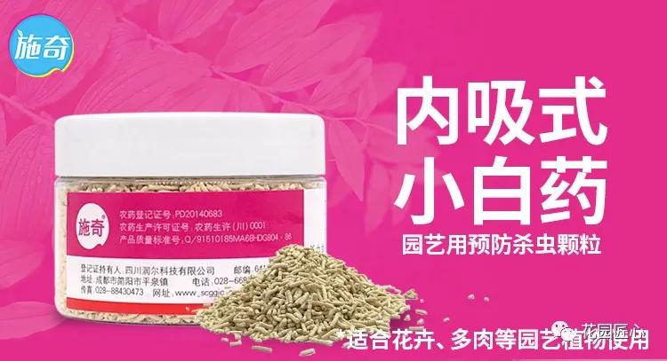 铁线莲春季萌芽后肥水管理,铁线莲大苗春季换盆的正确方法