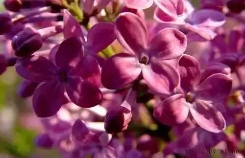 全国56个城市的市花,全国56个城市市花一览