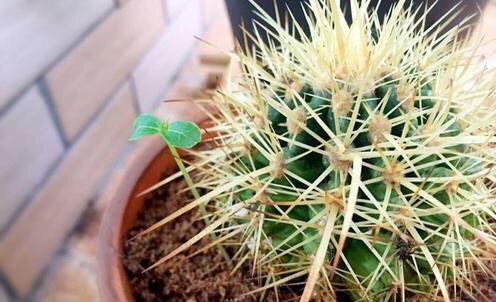 仙人球怎么养才能爆盆,仙人球怎么养护才能爆盆