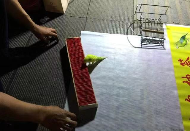 有大三口绝活的黄雀,还有段搞笑的趣史:黄雀的饲养和你想的不同