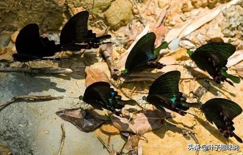 蝴蝶为什么会集体栖息在水边,蝴蝶为什么会聚集一个地方