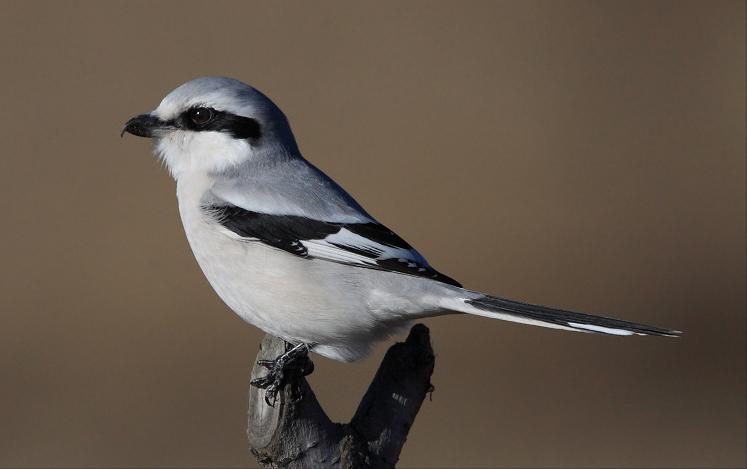 东江揽胜,惠州淡水常见鸟类图谱