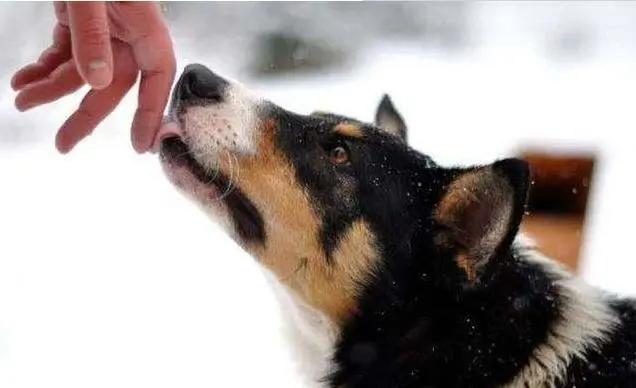狗狗爱舔这五个部位,狗狗一直舔来舔去怎么办