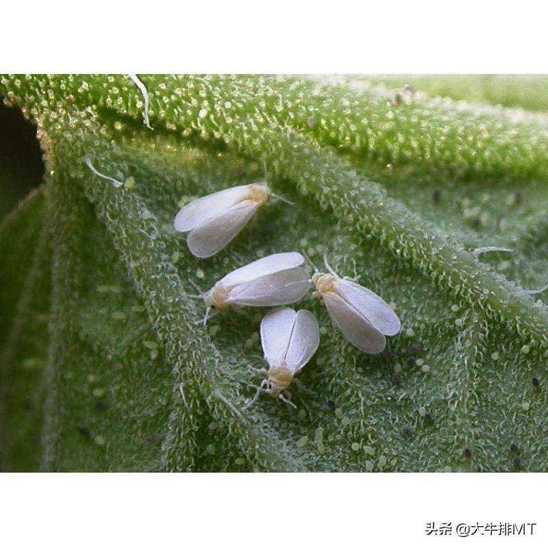 广州满天飞的小飞虫有什么危害,天津出现大量小飞虫是什么