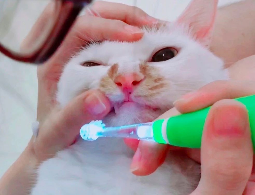 让铲屎官来告诉你养猫的四大理由,掌握12条养猫技巧铲屎官省心