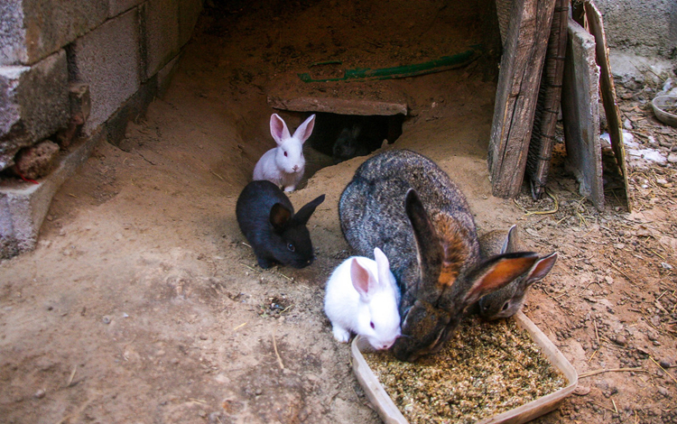 养兔技术与管理方法,养兔技术提高肉兔产肉率高的措施