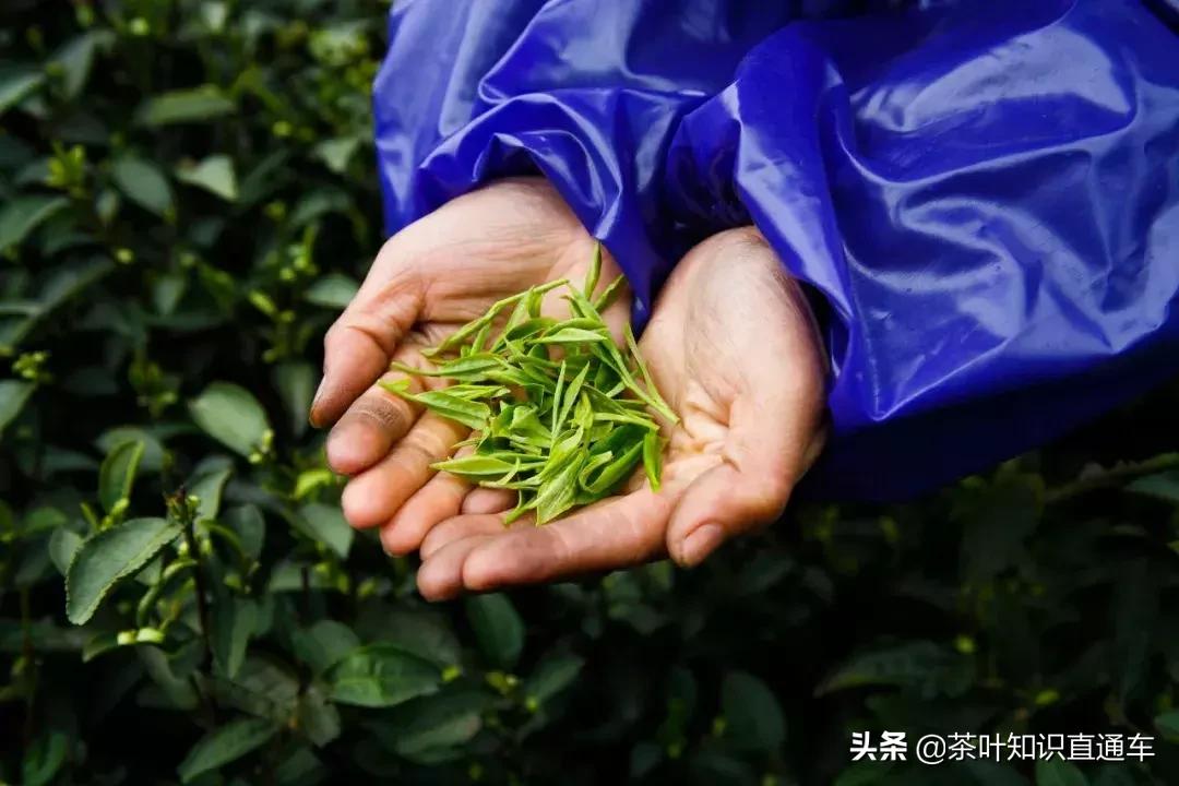茶叶的采摘标准有哪四种,茶叶采摘标准与价格