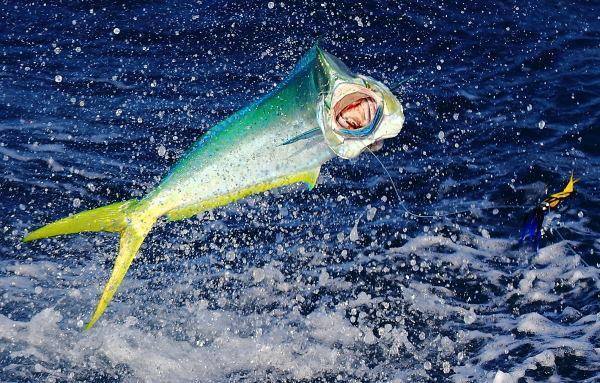 世界各地钓鱼爱好者,世界各地钓鱼的人