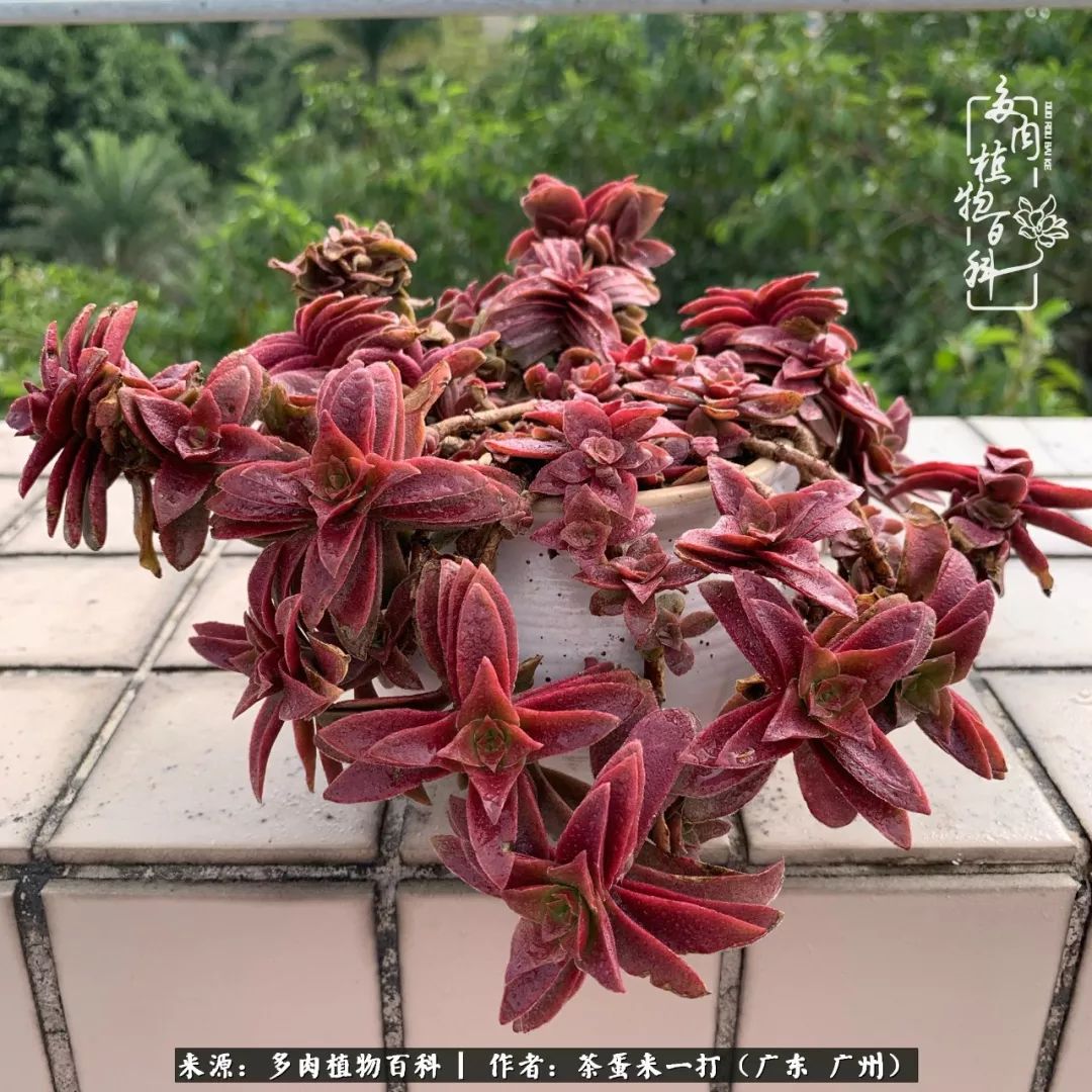 在冬日阳光下,记一个多肉小白的养肉历程