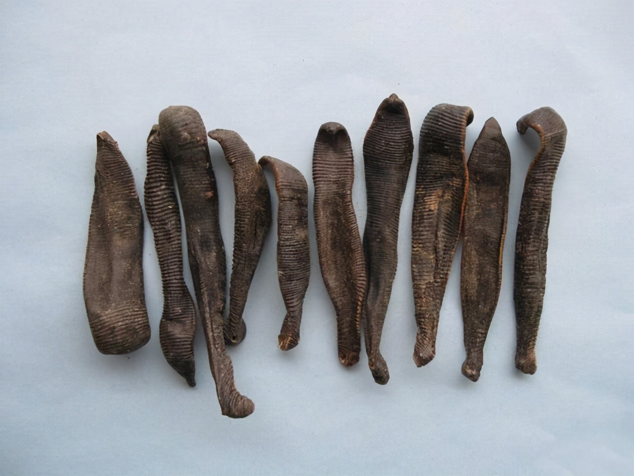 被水蛭咬了后怎么弄出来,水蛭被人吃进肚子里它能活多久