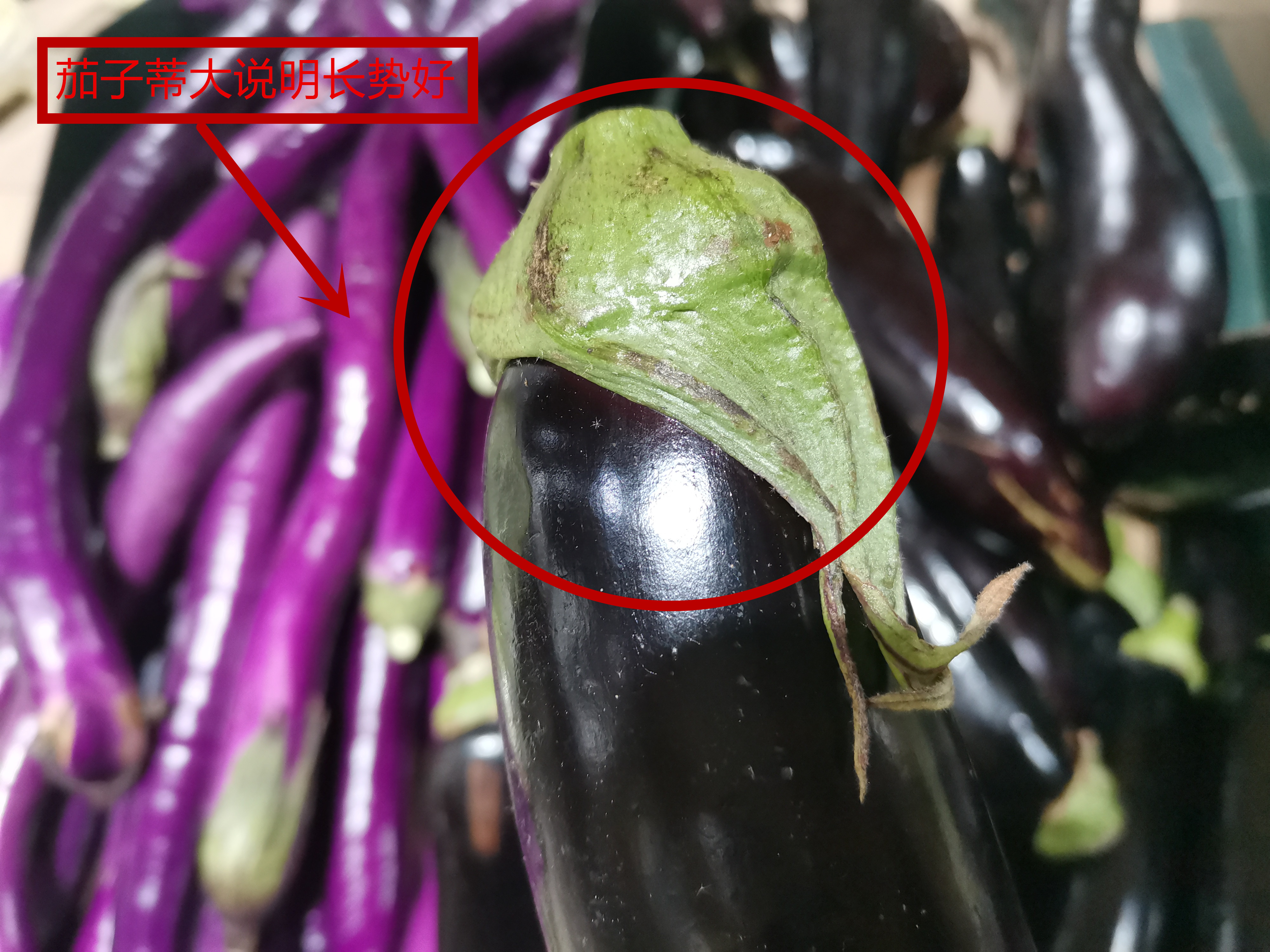 买茄子挑弯的还是直的,如何辨别茄子的成熟度