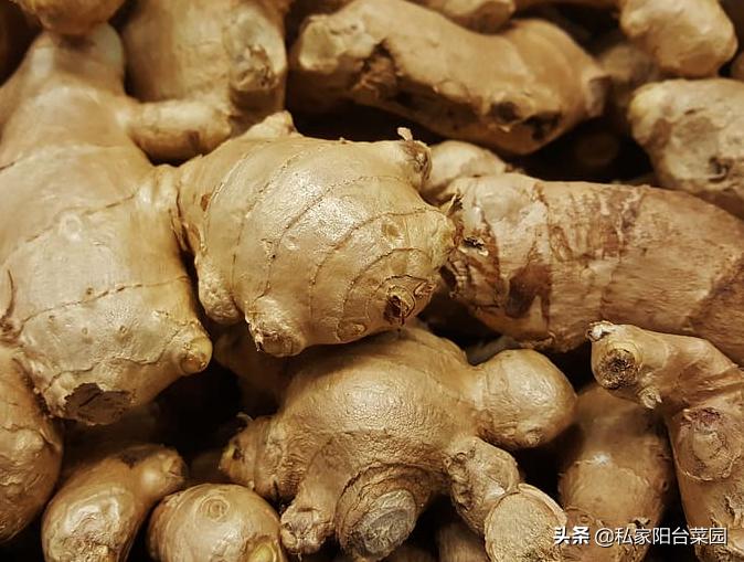 教你自家盆栽种姜,家里种姜的正确方法和步骤