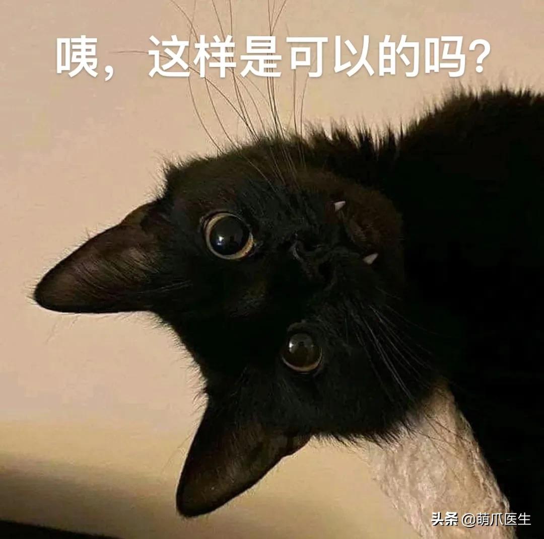 当一只猫有了脸,当一只猫长成了狗的样子