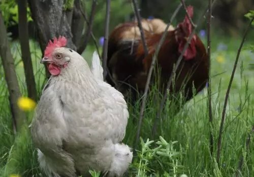养殖鸡总是生病是怎么回事,养鸡的时候鸡拉稀了该怎么办