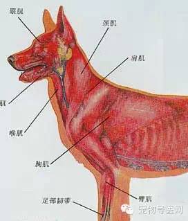 中亚牧羊犬断尾全过程,中亚牧羊犬剪耳断尾神器