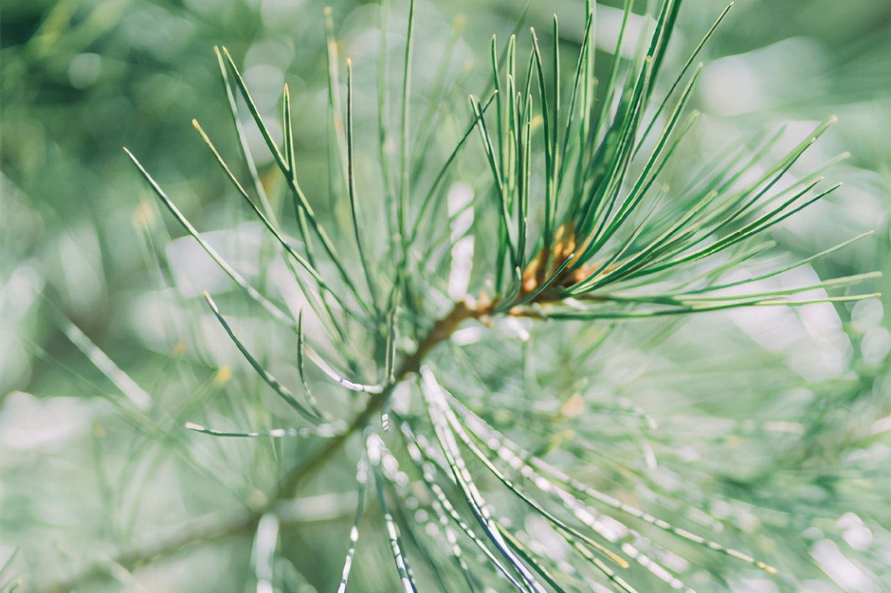 具有主见但是不会强势的星座女,有女强人潜质的星座女