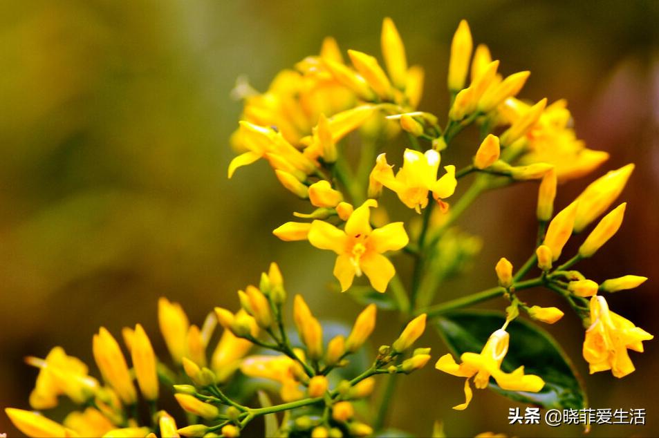 哪些花气味有毒不能养,哪10种花有毒