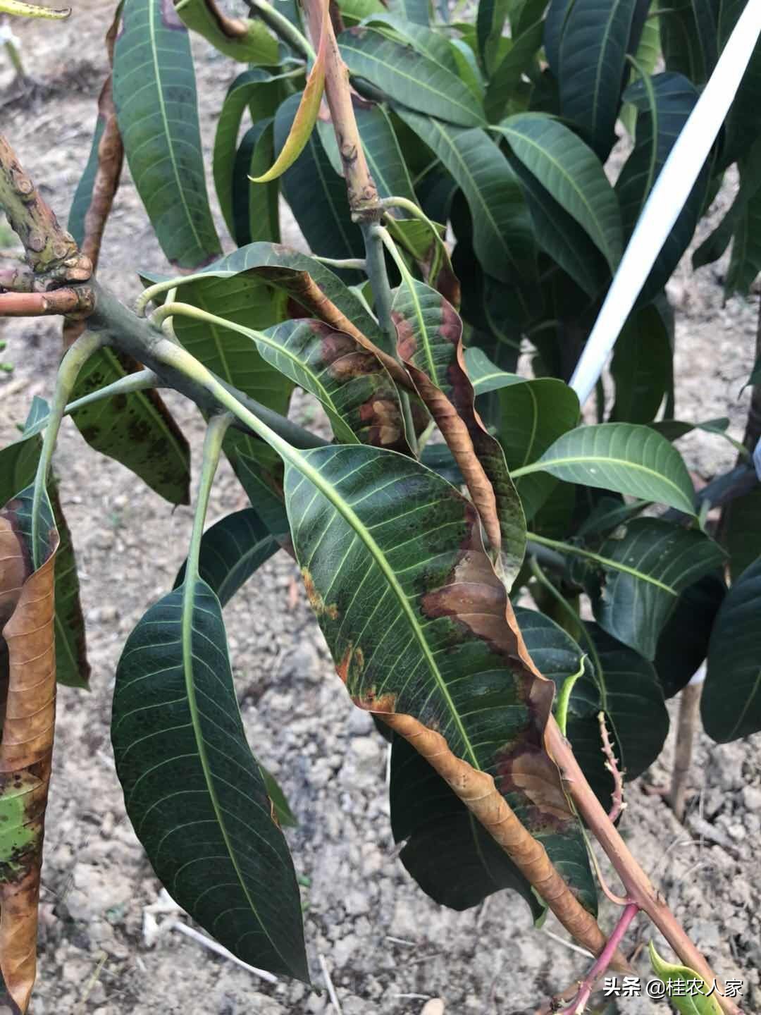 为了解决种植芒果朋友遇上的难题,马上做出芒果病害解决方案