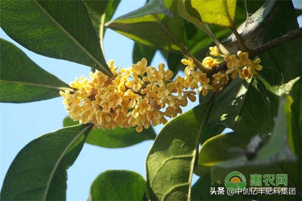 桂花树水浇多了掉叶子怎么办,桂花树叶尖枯焦还掉叶子怎么回事