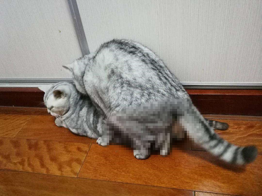 用百合花帮爱猫发情？母猫却因此出现肾衰竭，需知此为“毒花”