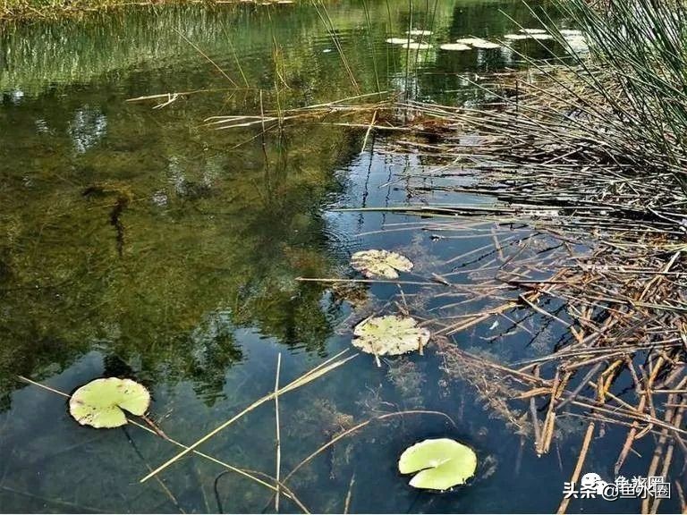 泰国斗鱼和中国斗鱼的杂交品种,中国斗鱼与泰国斗鱼哪个更厉害