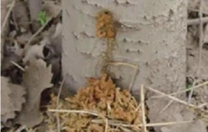 苹果树钻木虫怎样防治,钻木虫怎么消灭最快