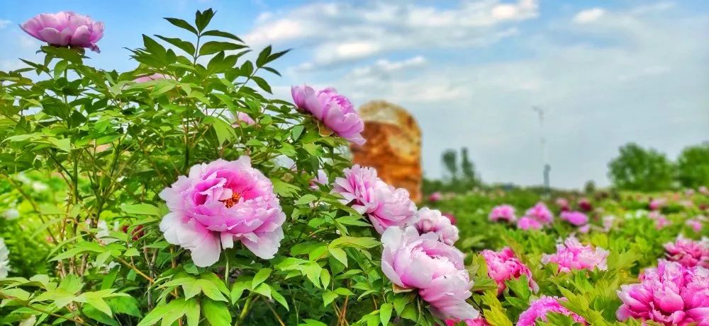 五一假期潍坊赏花踏青地推荐！这8个小众的绝美之地，一定要去走一走啊...