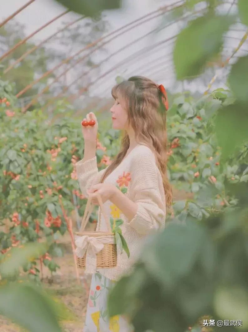 成都摘樱桃的地方不要门票,成都摘樱桃人少的地方