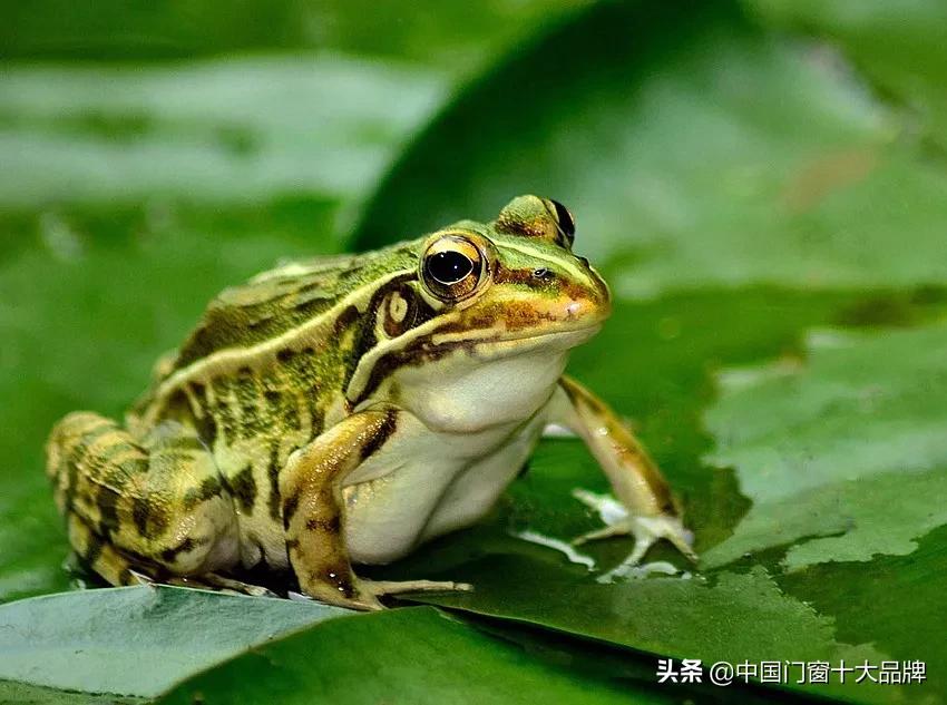 李时珍未解之谜,李时珍历史记载