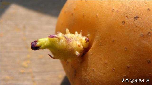 长芽的土豆还能吃吗动画,长芽的土豆还能吃吗